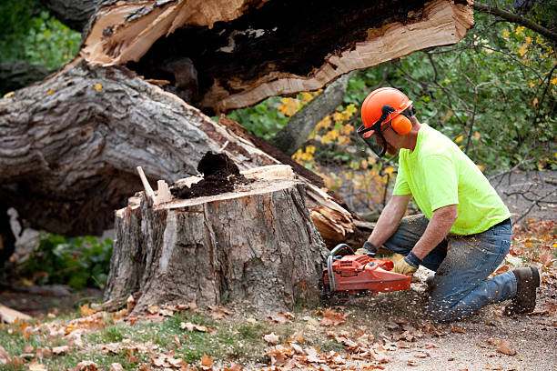 Best Tree Branch Trimming  in Tiltonsville, OH